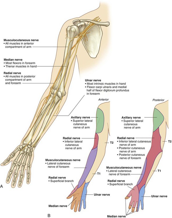 Upper limb  Musculoskeletal Key