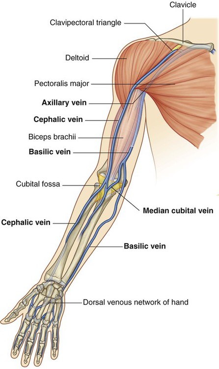 Anterior View Of Upper Limb