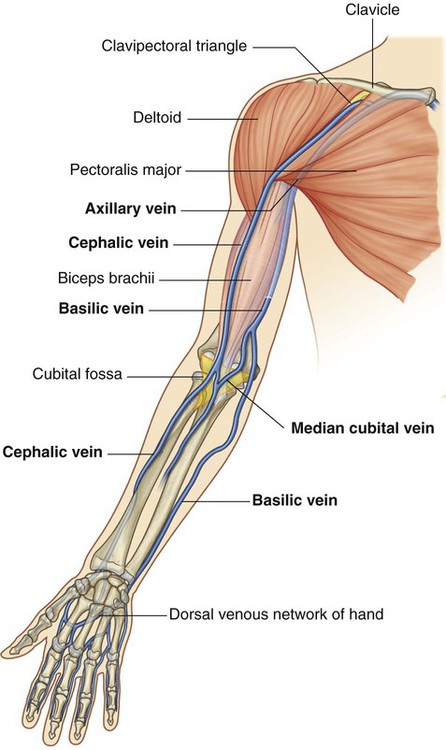 Basilic Vein Superficial Upper Extremity EPOS Basilic Vein Superficial Upper Extremity EPOS