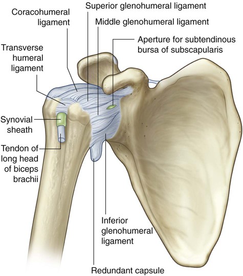 Upper Limb | Basicmedical Key