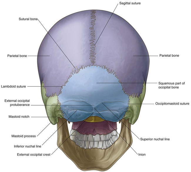 External Occipital Protuberance Superior Nuchal Line External Occipital Protuberance Superior Nuchal Line