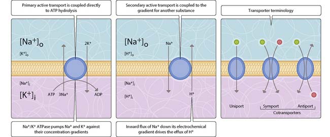 Membrane Permeability | Basicmedical Key