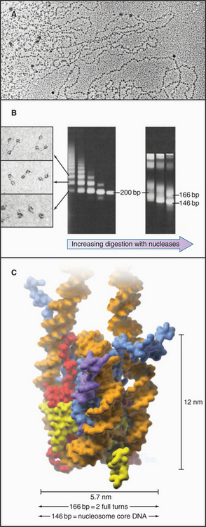 DNA Packaging In Chromatin And Chromosomes | Basicmedical Key