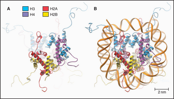 histone protein structure