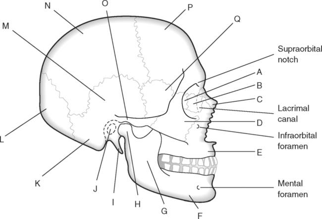 The Head | Basicmedical Key