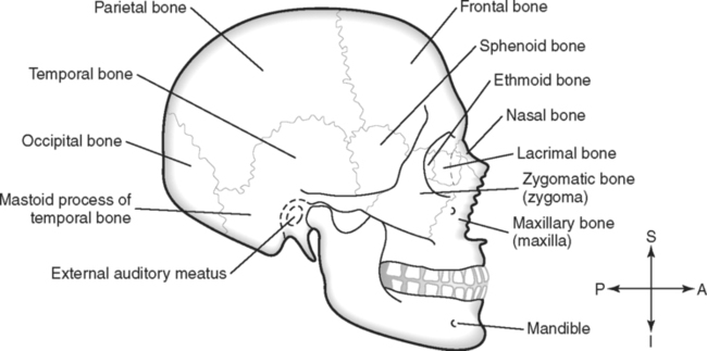bone markings of the skull