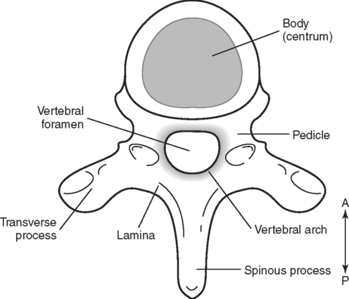 The Vertebral Column, Spinal Cord, and Neck | Basicmedical Key