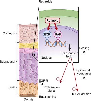 Dermatology Basicmedical Key Dermatology Basicmedical Key
