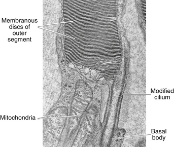 Retina | Basicmedical Key