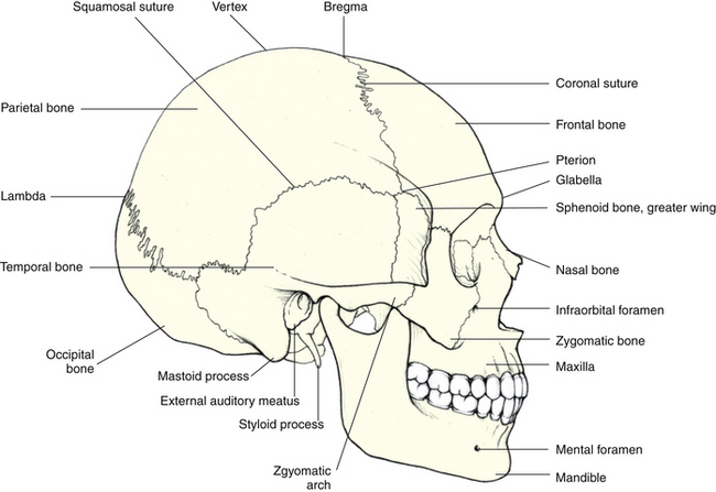 Cranial Floor And Posterior Orbital Wall 