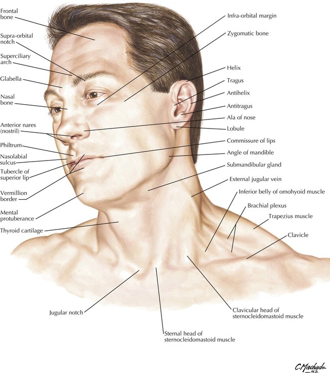 neck diagrams 2