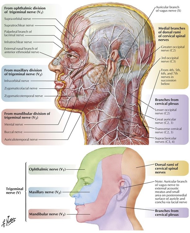 illustrated anatomy of the head and neck free download