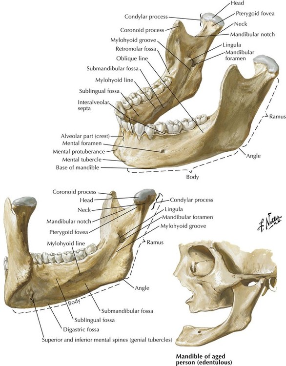 1 Head And Neck Basicmedical Key