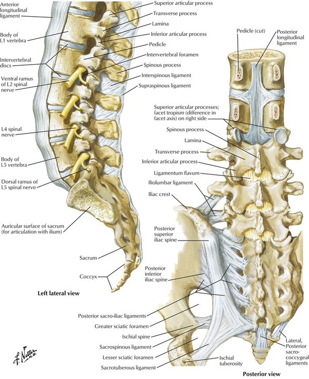 2 Back And Spinal Cord Basicmedical Key 2796