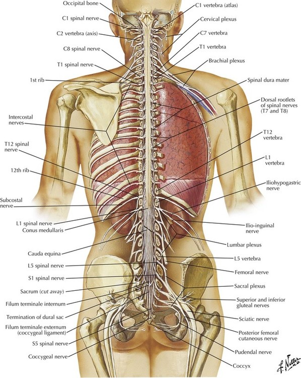 2: Back and Spinal Cord | Basicmedical Key