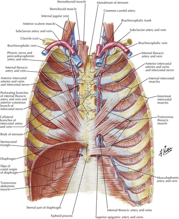 The Thorax Anatomy Anatomy Drawing Diagram | Images and Photos finder