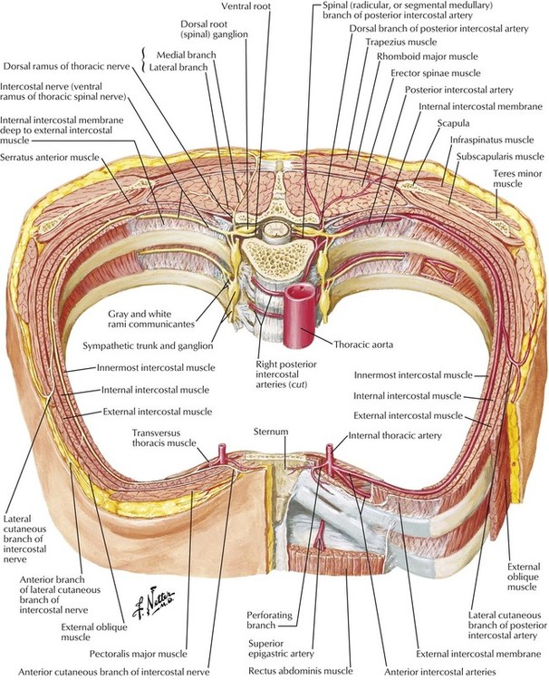 Thoracic Layers Anatomy Thoracic Duct Anatomy Course And Clinical 