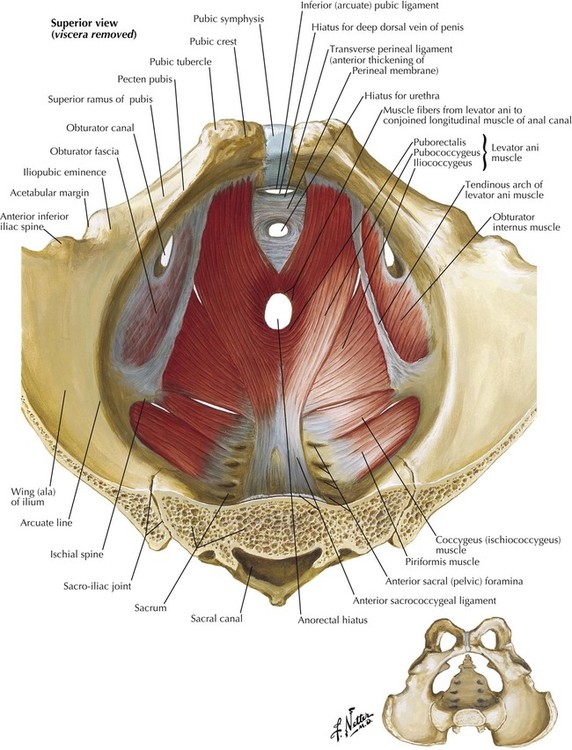 5 Pelvis And Perineum Basicmedical Key 6557