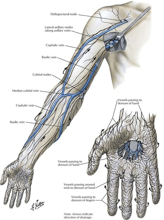 lymph nodes in arm