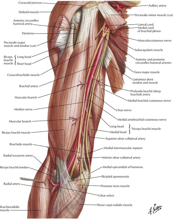 Posterior Upper Arm Muscle Anatomy - bmp-snicker