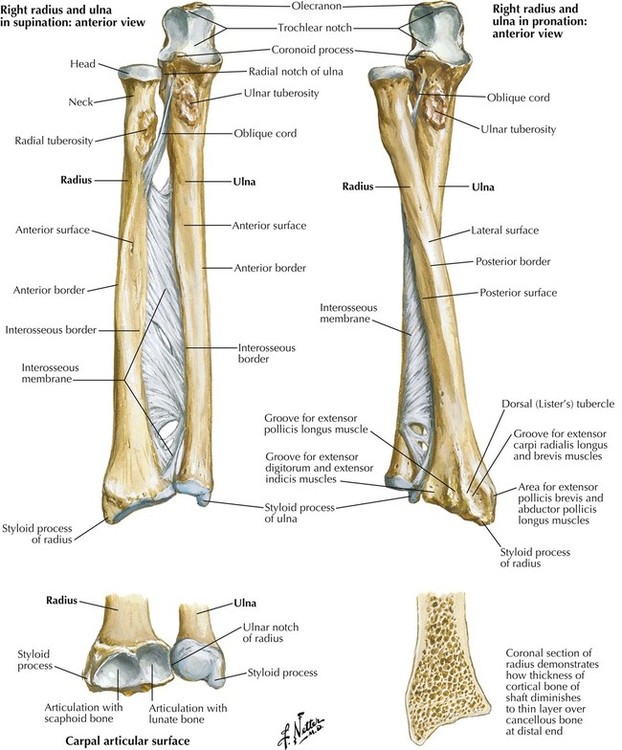 6: Upper Limb | Basicmedical Key