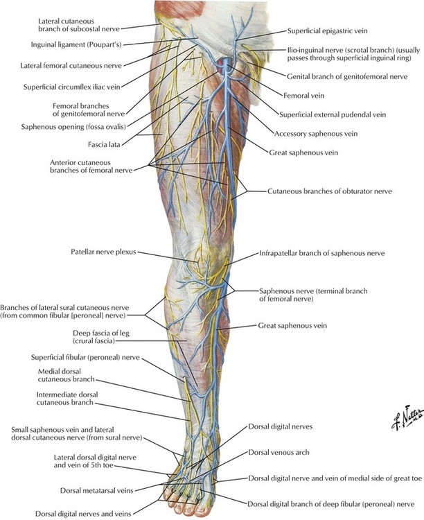 Lower limb arteries and nerves: Anatomy, branches