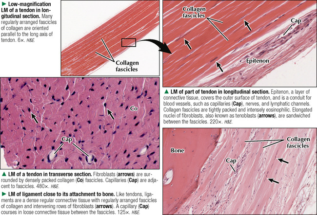 CARTILAGE AND BONE | Basicmedical Key