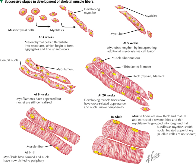 muscle-tissue-basicmedical-key