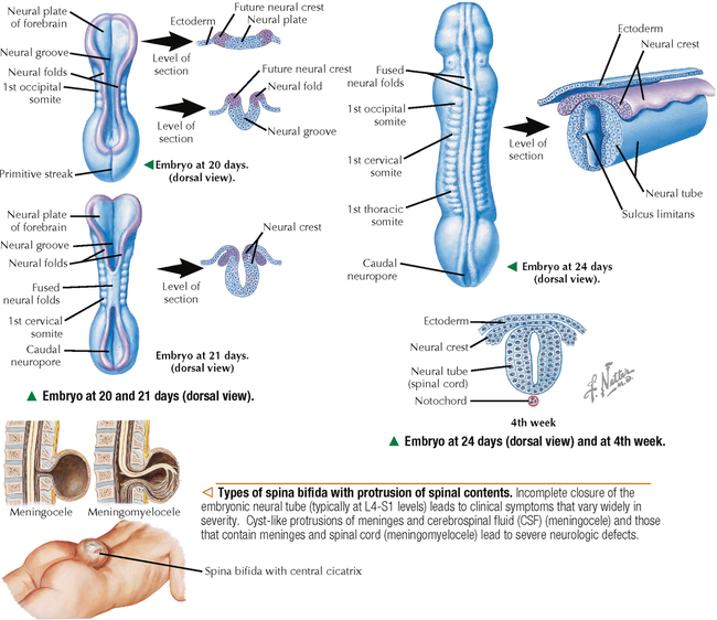 nervous-tissue-basicmedical-key