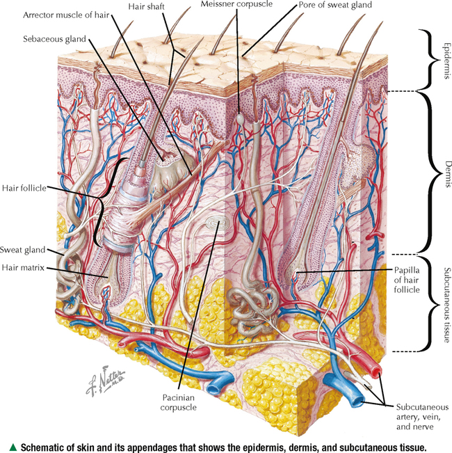 INTEGUMENTARY SYSTEM Basicmedical Key