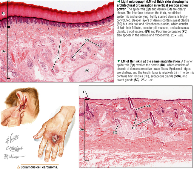 nail integument histology