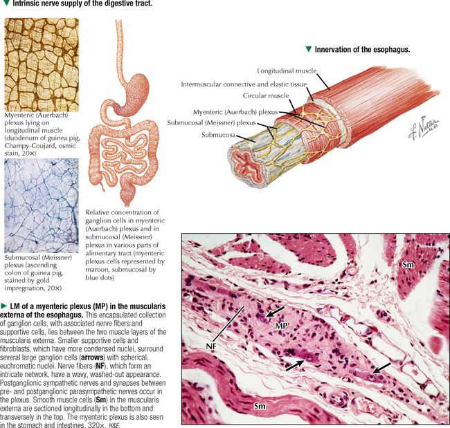 UPPER DIGESTIVE SYSTEM | Basicmedical Key