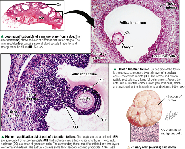 FEMALE REPRODUCTIVE SYSTEM | Basicmedical Key