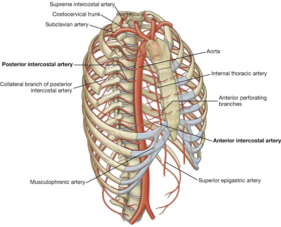 Thoracic anatomy