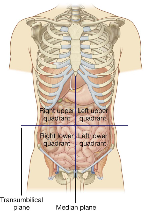 abdominal cavity organs quadrants