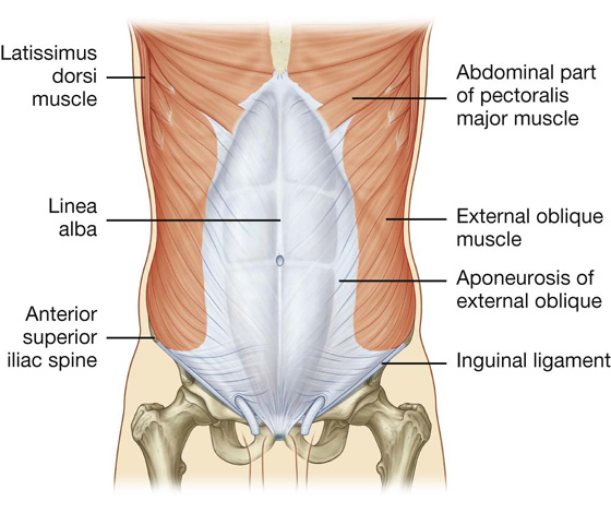 Abdomen:Muscles:Anterolateral abdominal muscles and aponeuroses