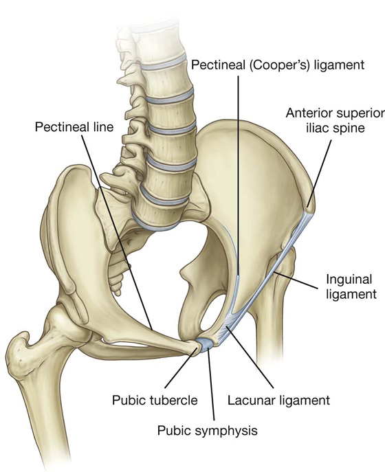 Abdomen Basicmedical Key Abdomen Basicmedical Key