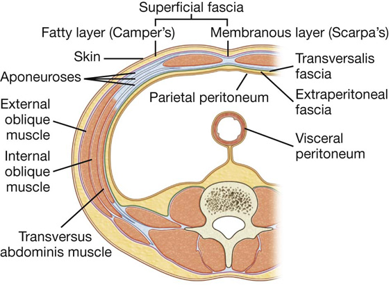 4: Anatomical illustrations: fascia enclosures, e.g., fascia lata