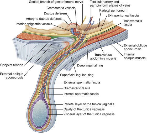 PRAC week 14: Spermatic Fascia and Inguinal Canal Diagram | Quizlet