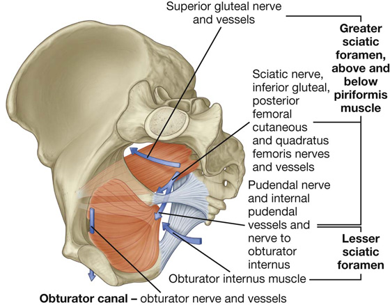 obturator internus lesser sciatic foramen