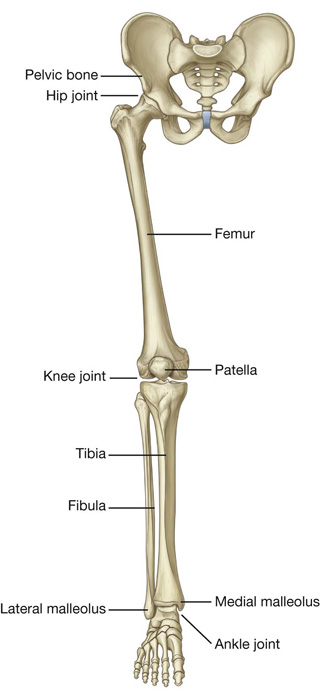 anatomy of lower limb bones