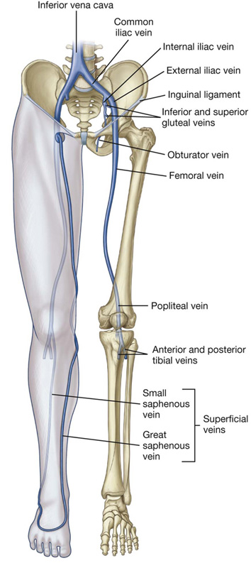 Lower limb anatomy: Bones, muscles, nerves, vessels