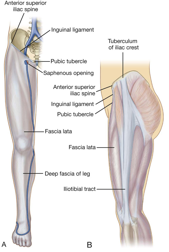 Gross Anatomy Lower Limb - Fascia Lata   