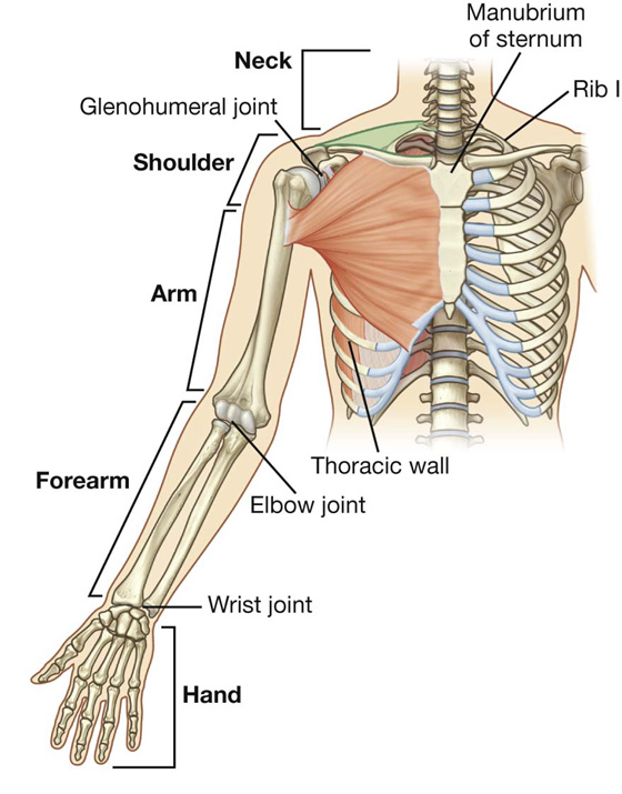 Upper Limb  Basicmedical Key