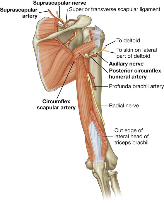 Upper limb  Musculoskeletal Key