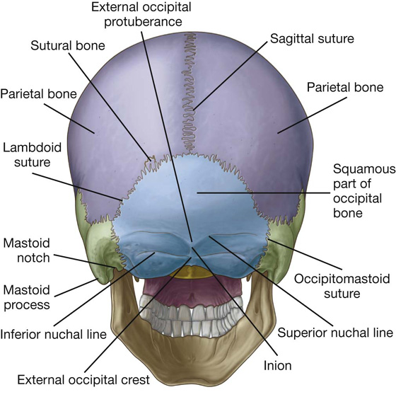Posterior Head Anatomy 5332