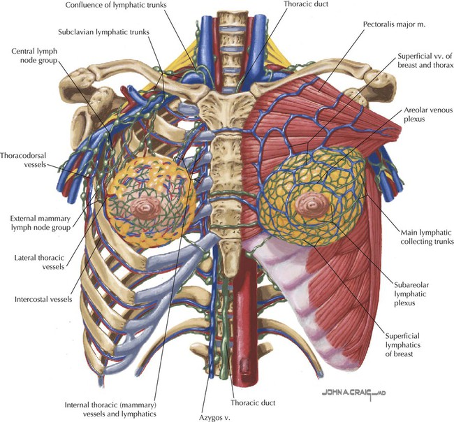 Thoracic Wall Diagram World Of Reference Relevant Surgical Anatomy Of