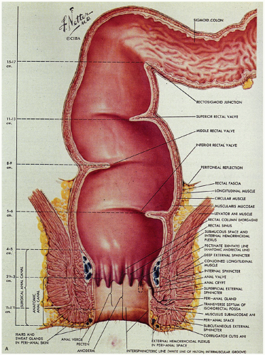 Rectum Anatomy Netter