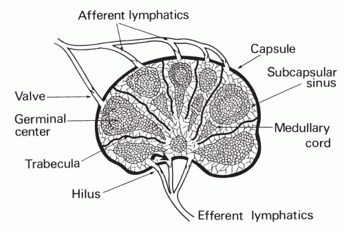 Lymph Nodes Basicmedical Key