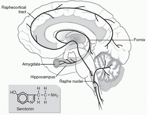 Somatic Symptom Somatoform Disorders Factitious Disorders And Somatic Symptom Somatoform Disorders Factitious Disorders And